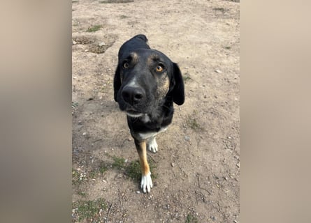 Pepita - Traumhündin sucht ihr Zuhause