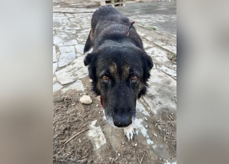 Liebevolle Hunde-Omi Funny