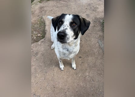 Toller Familienhund Adam sucht seine Familie