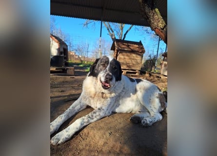 Treuer Hundesenior Tim