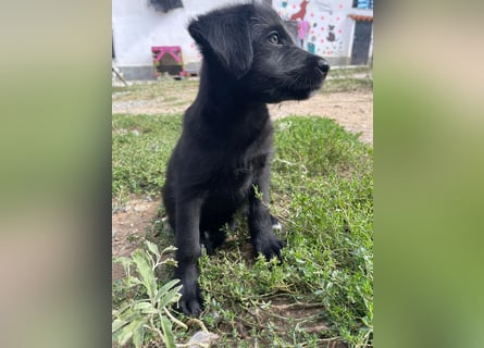 Zuckersüßer Welpe Jiji sucht sein Zuhause