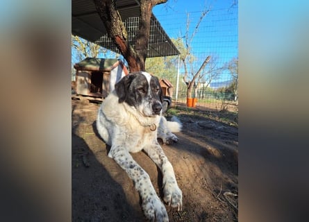 Treuer Hundesenior Tim