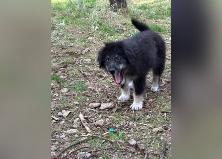 Niedlicher Welpe Nero