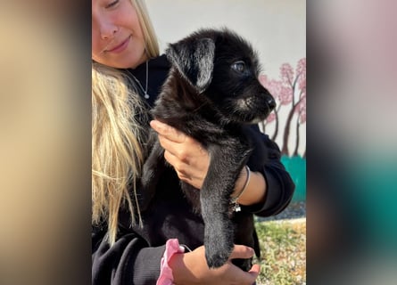 Zuckersüßer Welpe Jiji sucht sein Zuhause