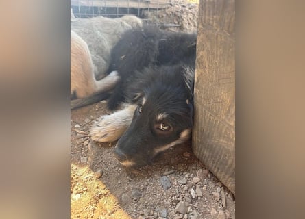 Niedlicher Welpe Nero