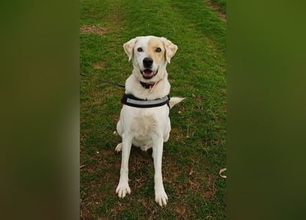 Treuer Gefährte Piratis