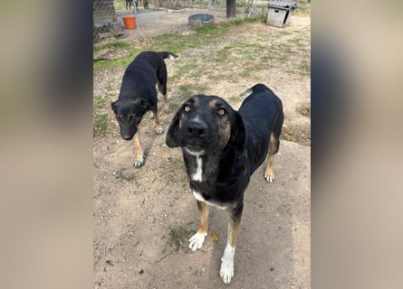 Pepita - Traumhündin sucht ihr Zuhause