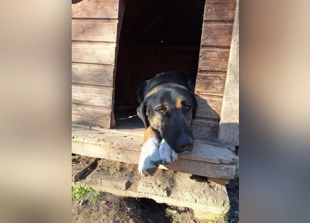 Pepita - Traumhündin sucht ihr Zuhause