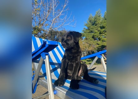 Zuckersüßer Welpe Jiji sucht sein Zuhause