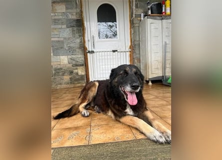 Liebevolle Hunde-Omi Funny