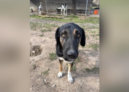 Pepita - Traumhündin sucht ihr Zuhause