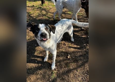 Toller Familienhund Adam sucht seine Familie