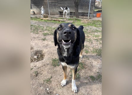 Pepita - Traumhündin sucht ihr Zuhause