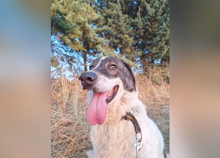 Treuer Hundesenior Tim