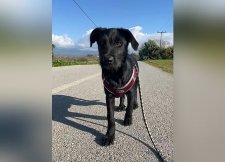 Zuckersüßer Welpe Jiji sucht sein Zuhause