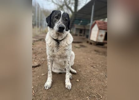 Treuer Hundesenior Tim