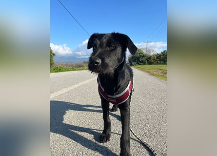 Zuckersüßer Welpe Jiji sucht sein Zuhause