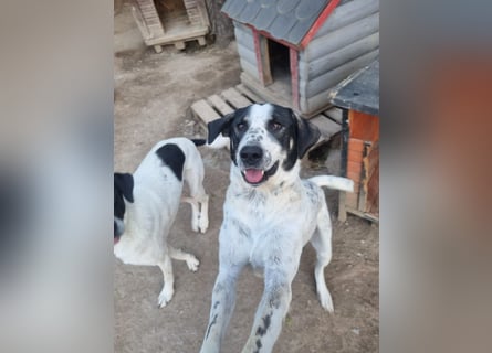 Toller Familienhund Adam sucht seine Familie