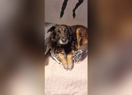 Liebevolle Hunde-Omi Funny