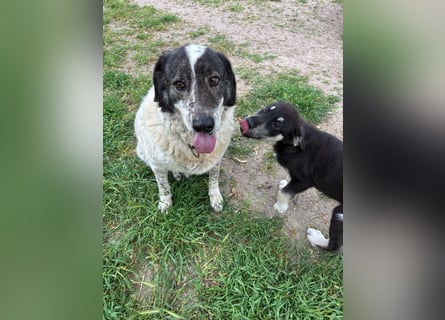 Treuer Hundesenior Tim