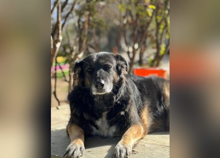 Liebevolle Hunde-Omi Funny