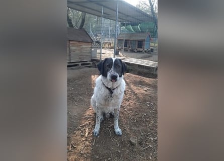 Treuer Hundesenior Tim