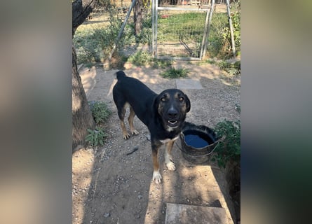 Pepita - Traumhündin sucht ihr Zuhause