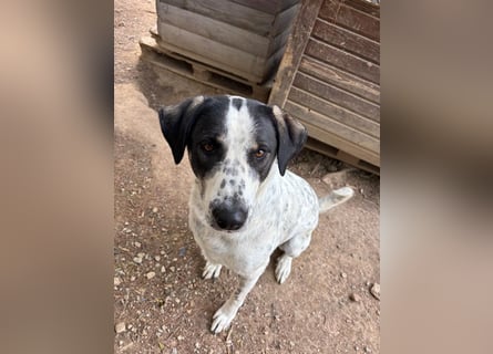 Toller Familienhund Adam sucht seine Familie