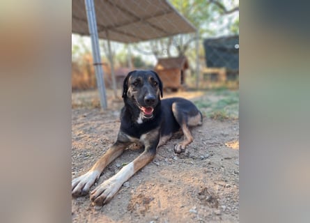 Pepita - Traumhündin sucht ihr Zuhause