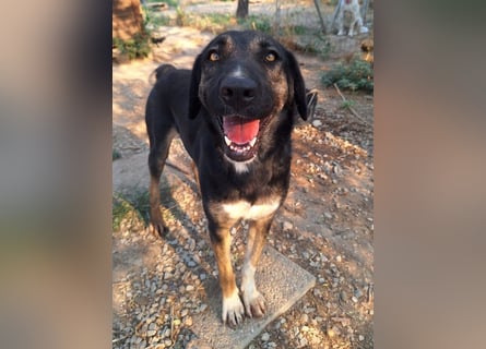 Pepita - Traumhündin sucht ihr Zuhause