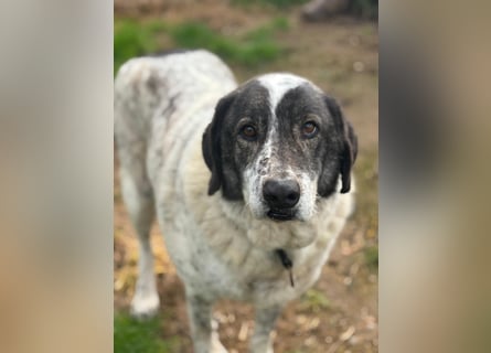 Treuer Hundesenior Tim möchte endlich ankommen