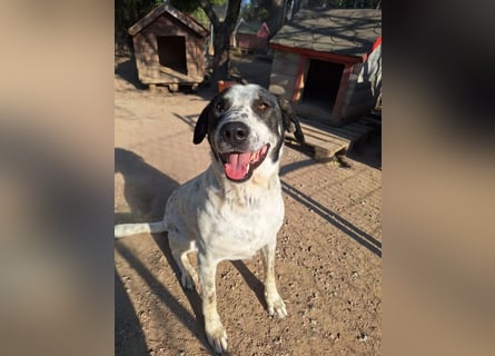 Toller Familienhund Adam sucht seine Familie