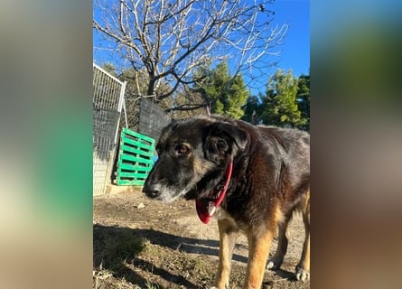 Liebevolle Hunde-Omi Funny