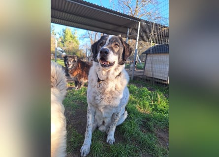 Treuer Hundesenior Tim möchte endlich ankommen