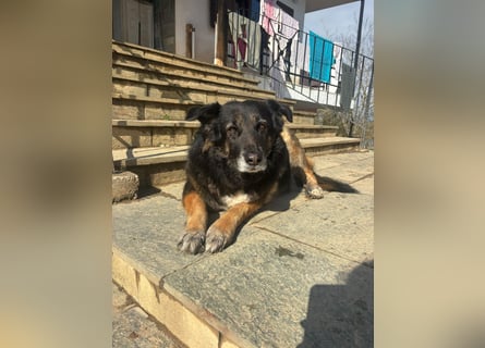 Liebevolle Hunde-Omi Funny