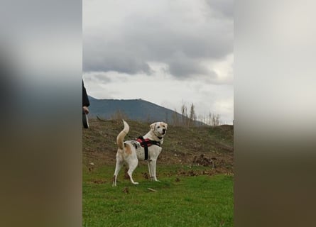 Treuer Gefährte Piratis