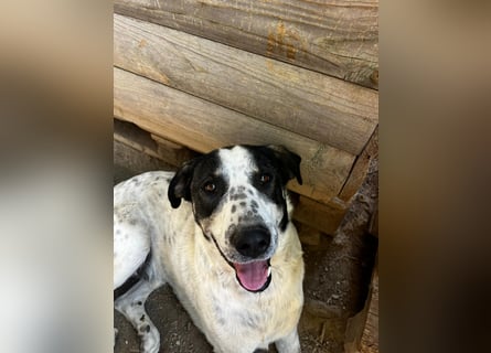 Toller Familienhund Adam sucht seine Familie