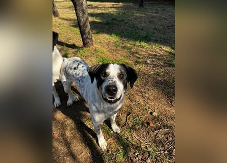 Toller Familienhund Adam sucht seine Familie