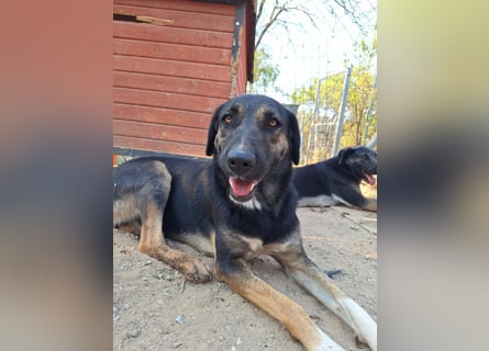 Pepita - Traumhündin sucht ihr Zuhause