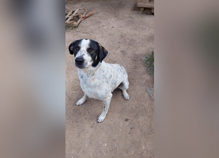 Toller Familienhund Adam sucht seine Familie