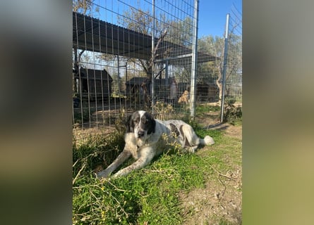 Treuer Hundesenior Tim