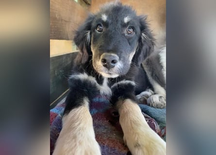 Niedlicher Welpe Nero