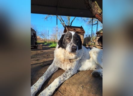 Treuer Hundesenior Tim