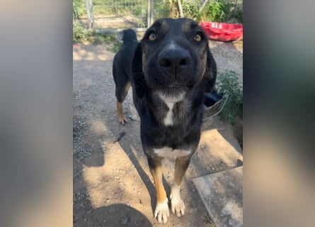 Pepita - Traumhündin sucht ihr Zuhause