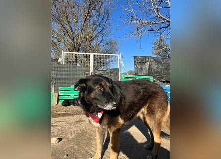 Liebevolle Hunde-Omi Funny