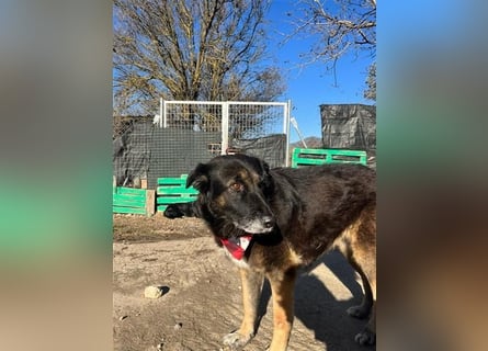 Liebevolle Hunde-Omi Funny