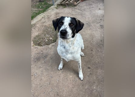 Toller Familienhund Adam sucht seine Familie