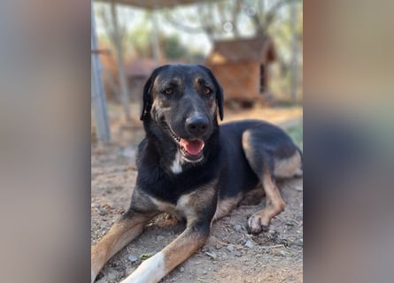 Pepita - Traumhündin sucht ihr Zuhause