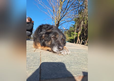 Liebevolle Hunde-Omi Funny