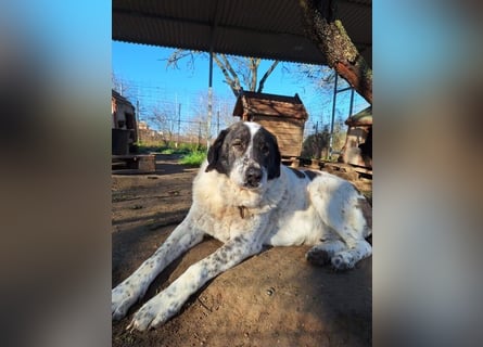 Treuer Hundesenior Tim